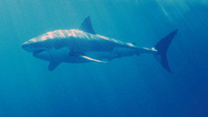Still from White Shark/Red Triangle