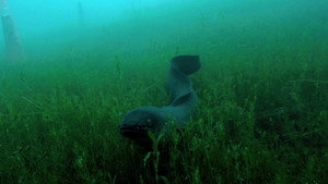 Still from The Mystery of Eels