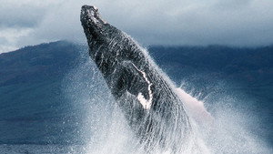 Still from Fellowship of the Whales
