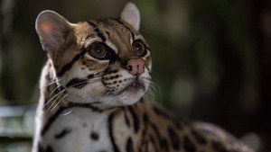 Still from American Ocelot