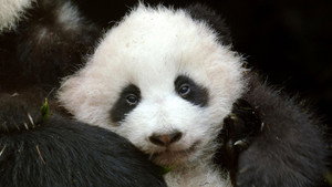 Still from Pandas: Born To Be Wild