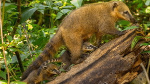 Still from Parenthood: Jungles