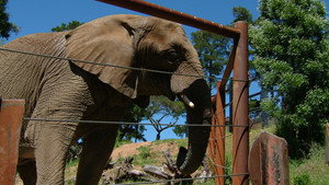 Still from Can Animals Predict Disaster?