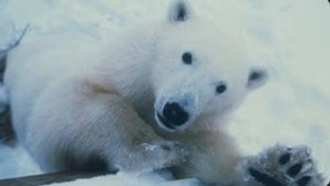 Still from Polar Bear Invasion