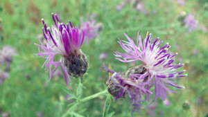 Still from What Plants Talk About