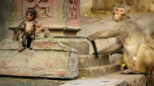 Still from Spy in the Wild: Bad Behavior