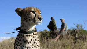 Still from The Cheetah Orphans