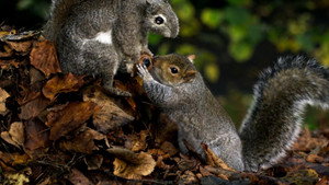 Still from Spy in the Wild: Intelligence