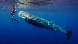 Still from Patrick and the Whale