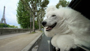 Still from Pets: Wild At Heart: Secretive Creatures