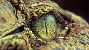 Still from The Reptiles: Alligators and Crocodiles