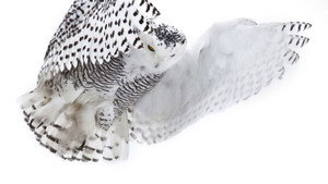 Still from Magic of the Snowy Owl