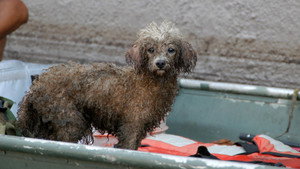 Still from Katrina's Animal Rescue