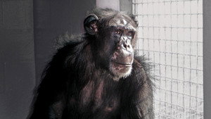 Still from Chimpanzees: an Unnatural History