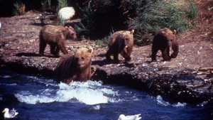 Still from Showdown at Grizzly River