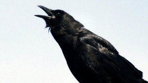 Still from A Murder of Crows