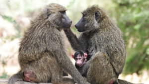 Still from Inside the Animal Mind Part Three: Animal Consciousness