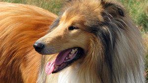 Still from Dogs That Changed The World: Dogs by Design