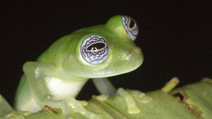 Still from Frogs: The Thin Green Line