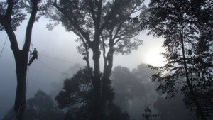 Still from Deep Jungle: New Frontiers