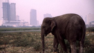Still from The Urban Elephant