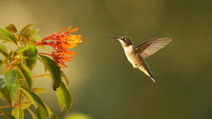 Still from Super Hummingbirds