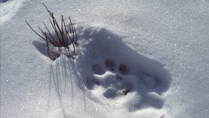 Still from Silent Roar: Searching for the Snow Leopard