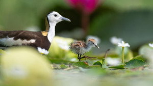 Still from Parenthood: Freshwater