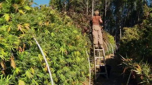Still from The Pot Republic / Doctor Hotspot / The Atomic Artists