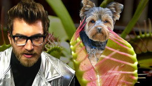 Still from Dog-Eating Plants
