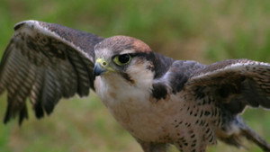 Still from Best of Birds