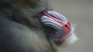 Still from Mask of the Mandrill