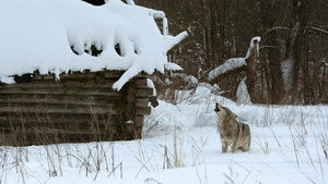 Still from Radioactive Wolves