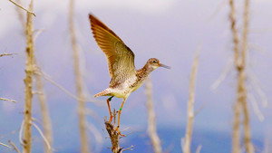 Still from Flyways