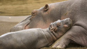 Still from Born Wild: The First Days of Life