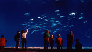 Still from Oceans in Glass: Behind the Scenes of the Monterey Bay Aquarium