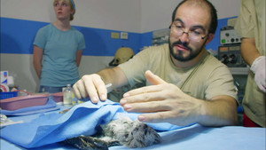 Still from Jungle Animal Hospital