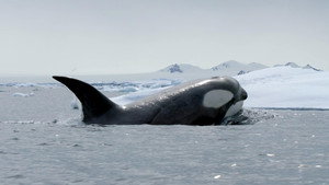 Still from Expedition Killer Whale
