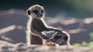 Still from Animals with Cameras (1)
