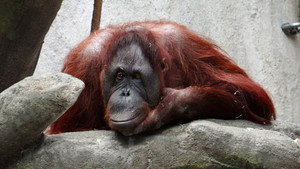 Still from Orangutans: Just Hangin' On