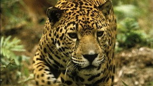 Still from Jaguar: Year of the Cat