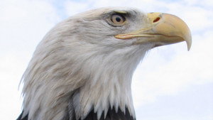 Still from American Eagle