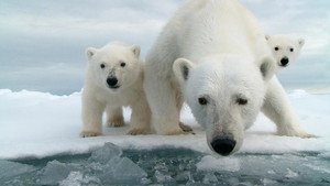 Still from Snow Bears