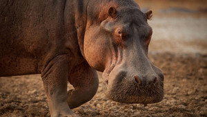 Still from Hippo King