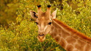 Still from Giraffes: Africa's Gentle Giants