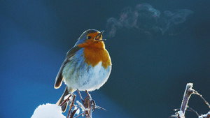 Still from Attenborough's Wonder of Song