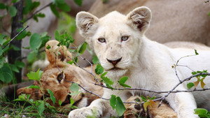 Still from The White Lions