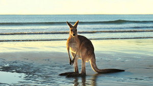 Still from Animals with Cameras 02: Australia