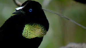 Still from Birds of the Gods