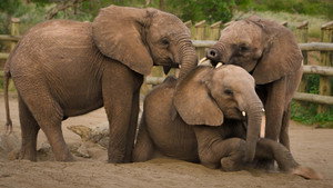 Still from Becoming Elephant: The Orphans of Reteti | Baby Steps